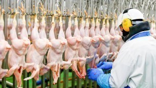 'Modern Chicken Meat Processing Factory | Chicken Factory'