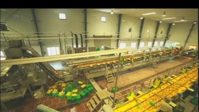 'Mango Pulp Processing Plant'