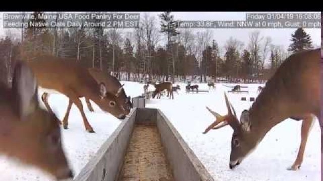 '2019/01/04 - 410  Deer of the Brownville\'s Food Pantry For Deer'