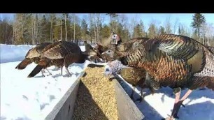 '2019/03/01 - 912  Turkeys on the Brownville\'s Food Pantry For Deer'