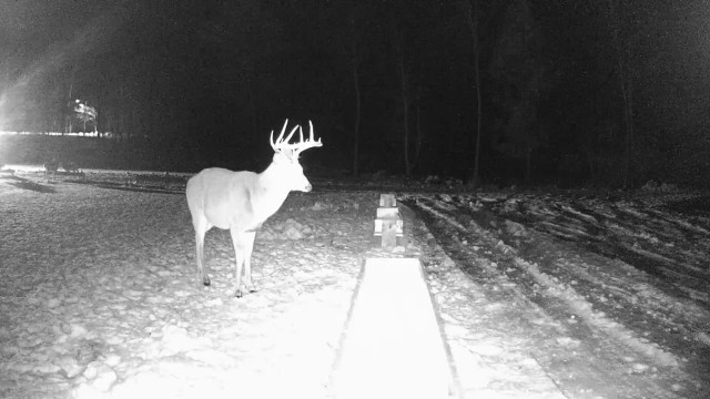 '11 Point buck'