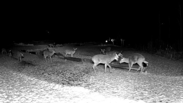 'Deer knocks camera over'