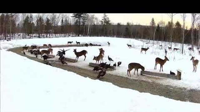 '2019/03/21- 230  Deer & Turkeys on the Brownville\'s Food Pantry For Deer'