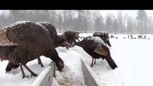 '2019/03/10 - 425  Turkeys on the Brownville\'s Food Pantry For Deer'