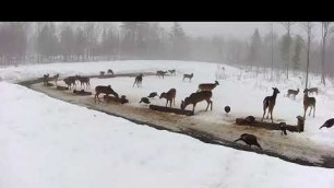 '2019/03/15 - 291  Deer & Turkeys on the Brownville\'s Food Pantry For Deer'