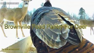 'Brownville Food Pantry For Deer ~Tom Turkey & Squires Visits 2.16.20'