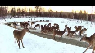 '2019/03/20 - 713  Deer on the Brownville\'s Food Pantry For Deer'