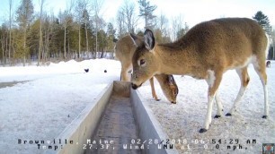 '2018. 02. 28 - 832  Piebald Deer on the Brownville Food Pantry Cam'