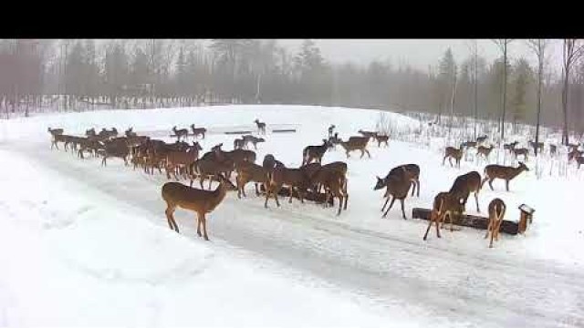 '2019/01/24 - 520  Deer of the Brownville\'s Food Pantry For Deer'