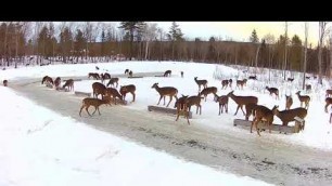 '2019/02/06 - 076   Deer & Turkeys of the Brownville\'s Food Pantry For Deer'