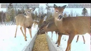 '2019/01/06 - 951  Deer of the Brownville\'s Food Pantry For Deer'