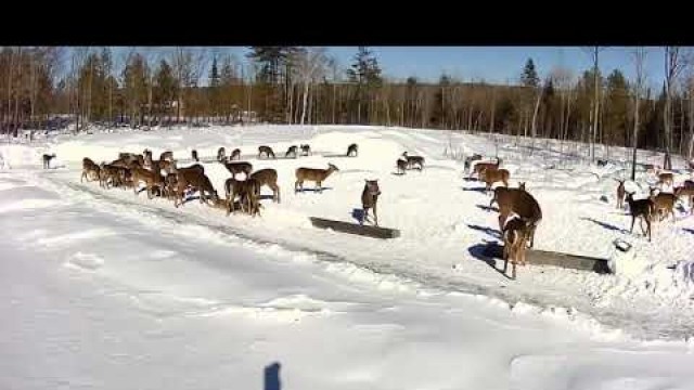 '2019/02/28 - 060  Deer on the Brownville\'s Food Pantry For Deer'