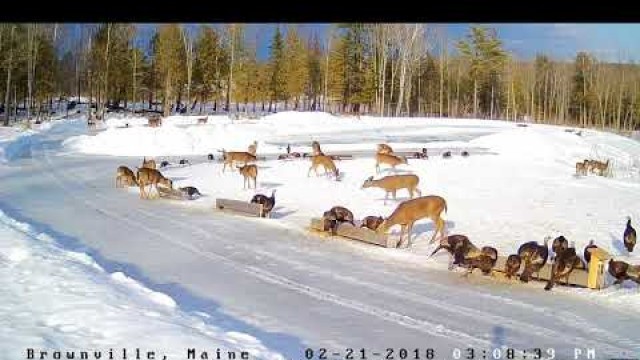 '2018. 02. 21- 275   Feeding Time on the Brownville Food Pantry Cam Part 2'