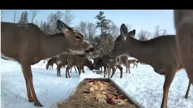 'Deer Pantry Trough View || Brownsville Food Pantry for Deer Location || Live Streaming Webcam Videos'