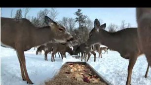 'Deer Pantry Trough View || Brownsville Food Pantry for Deer Location || Live Streaming Webcam Videos'