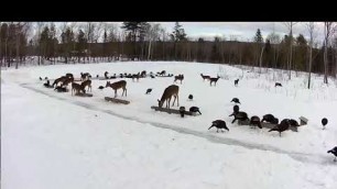 '2019/03/03 - 345   Turkeys & Deer on the Brownville\'s Food Pantry For Deer'