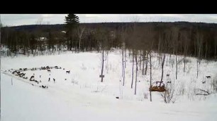 '2019/03/03 - 232   Turkeys & Deer on the Brownville\'s Food Pantry For Deer'