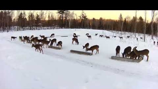 '2019/02/23 - 006  Deer on the Brownville\'s Food Pantry For Deer'