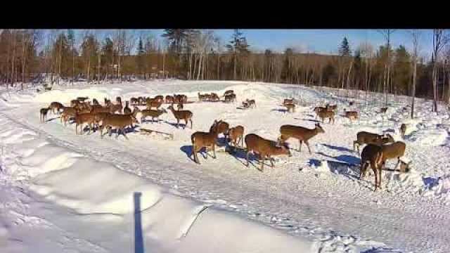 '2019/02/01 - 654  Turkeys & Deer of the Brownville\'s Food Pantry For Deer'