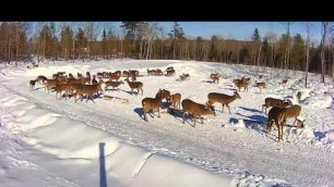 '2019/02/01 - 654  Turkeys & Deer of the Brownville\'s Food Pantry For Deer'