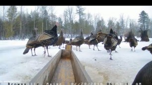 'Brownville Food Pantry For Deer ~ Tom Turkey Fighting At Morning 2.20.18'