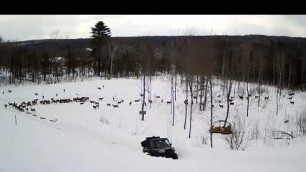 '2019/03/06 - 319  Deer & Turkeys on the Brownville\'s Food Pantry For Deer'