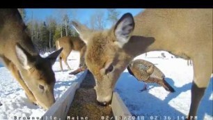 'Brownville Food Pantry For Deer~ Bucks, Turkeys & Fox~ 2.13.18'