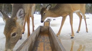 'Brownville Food Pantry For Deer ~ Looking For Leftovers 2.20.18'