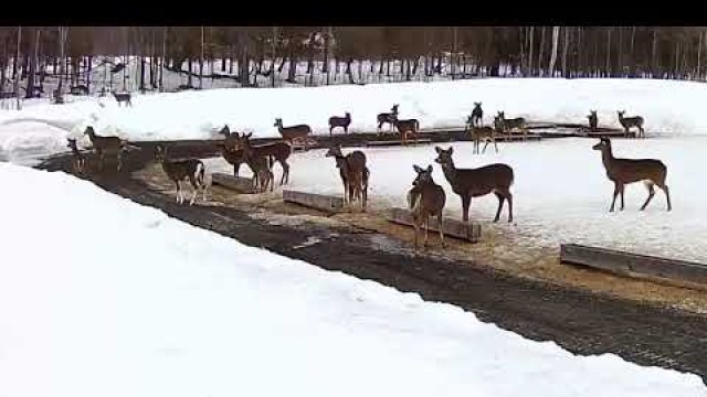 '2019/03/21 - 791  Deer on the Brownville\'s Food Pantry For Deer'