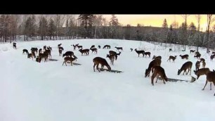 '2019/03/11 - 231  Deer on the Brownville\'s Food Pantry For Deer'