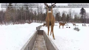 '2019/01/04 - 788  Deer of the Brownville\'s Food Pantry For Deer'