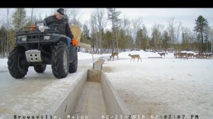 'Brownville Food Pantry For Deer ~ Hungry? Feeding Time! 2.23.18'