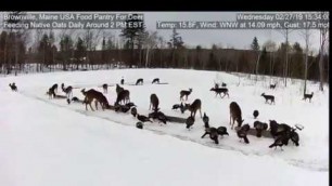 '2019/02/27 - 526   Turkeys & Deer on the Brownville\'s Food Pantry For Deer'