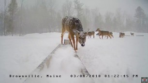 '2018. 03. 08 - 324 Snow Storm Deer on  the Brownville Food Pantry Cam'