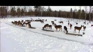 '2019/03/03 - 075  Turkeys & Deer on the Brownville\'s Food Pantry For Deer'