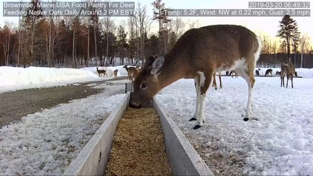 '3/20/19 Piebald at Feeder 1 & 2'