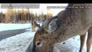 '2019/03/18 - 790  Deer on the Brownville\'s Food Pantry For Deer'