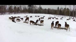 '2019/02/25 - 987   Deer on the Brownville\'s Food Pantry For Deer'