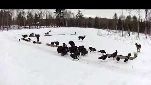 '2019/02/24 - 087  Turkeys on the Brownville\'s Food Pantry For Deer'