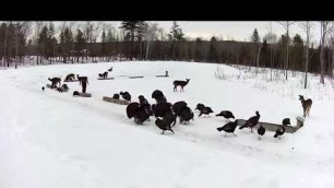 '2019/02/24 - 087  Turkeys on the Brownville\'s Food Pantry For Deer'