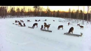 '2019/01/22 - 009  Deer of the Brownville\'s Food Pantry For Deer'