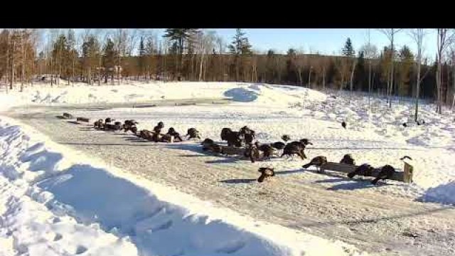 '2019/02/10 - 853  Turkeys of the Brownville\'s Food Pantry For Deer'