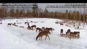 '2019/01/06  - 710  Deer of the Brownville\'s Food Pantry For Deer'