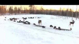 '2019/03/09 - 623  Deer & Turkeys on the Brownville\'s Food Pantry For Deer'