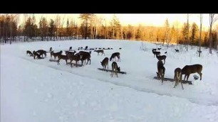 '2019/03/01 - 817  Deer on the Brownville\'s Food Pantry For Deer'