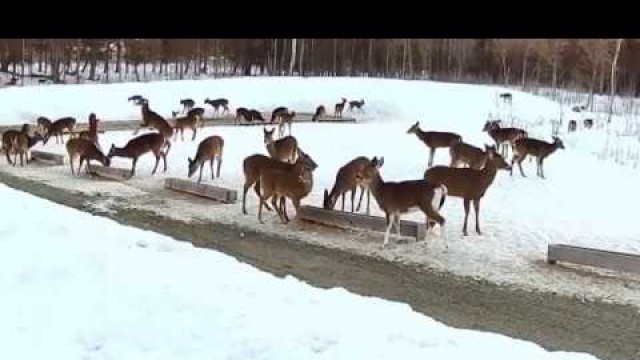 '2019/03/20 - 471  Pied Deer on the Brownville\'s Food Pantry For Deer'