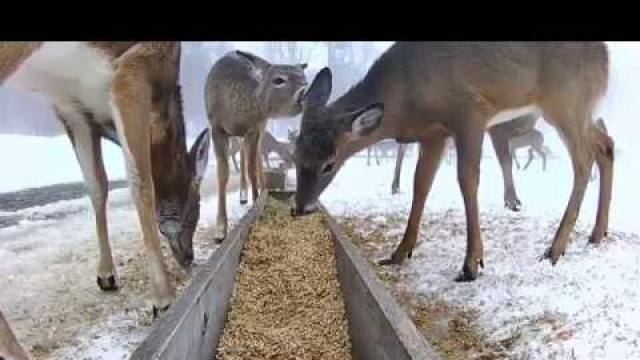 '2019/03/15 - 765  Deer on the Brownville\'s Food Pantry For Deer'