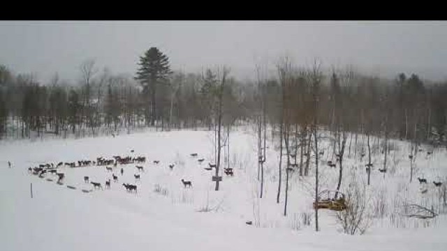 '2019/02/24 - 846  Dinner Time for Deer on Brownville\'s Food Pantry For Deer'