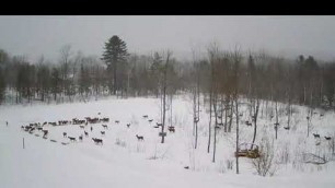 '2019/02/24 - 846  Dinner Time for Deer on Brownville\'s Food Pantry For Deer'