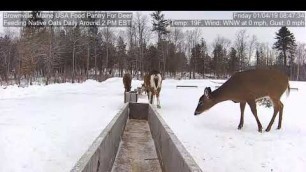 '2019/01/04 - 327  Piebald   Deer of the Brownville\'s Food Pantry For Deer'